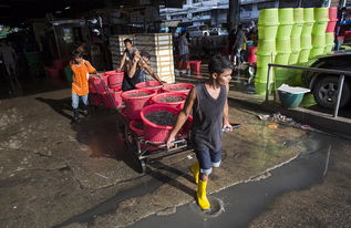 泰國海產加工廠雇黑工 每天工作16個小時